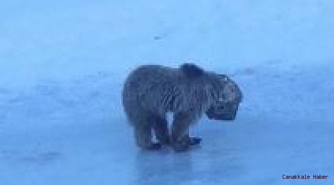 Hakkari'de kafası tenekeye sıkışan ayı kurtarıldı
