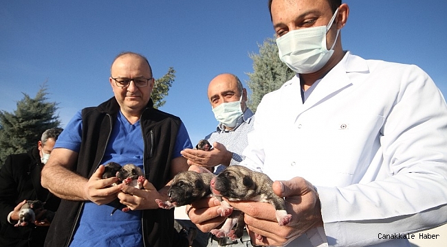 Hastane bahçesinde doğan 11 yavru köpek ve annesi sağlıkçılara emanet