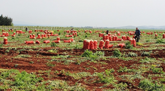 Hatay&#039;da desteklenecek 13 ürün belli oldu