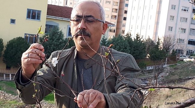 Havaların güzelliğine aldanan erik ağaçları çiçek açtı