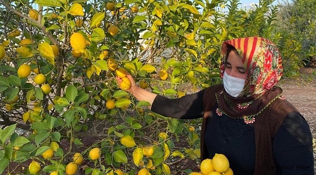Kadın çiftçiler kısıtlamada da üretime devam etti