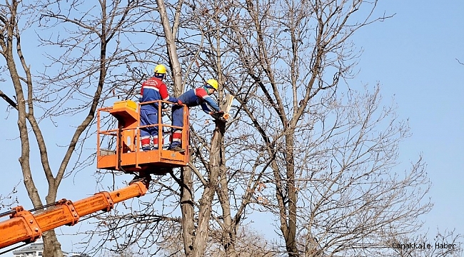 Kağıthane&#039;de ağaçların budama işlemleri devam ediyor
