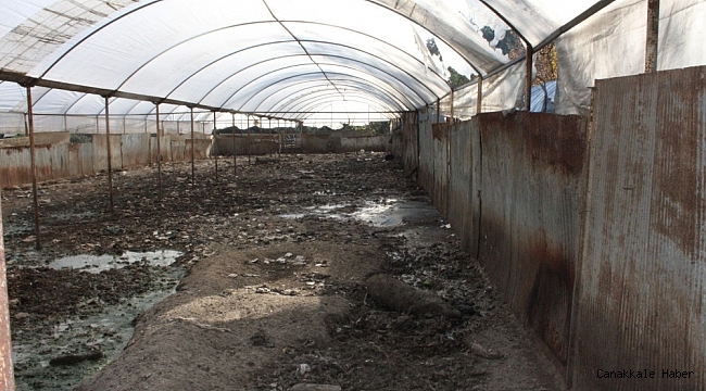 Kaldırılan domuz çiftliğinin atıkları mikrop saçıyor