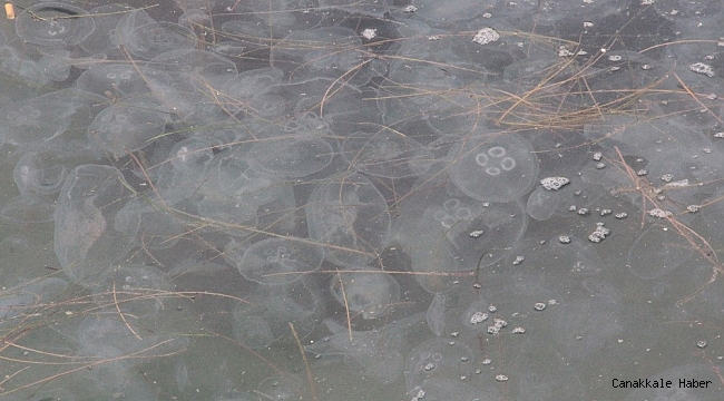 Karadeniz'de denizanası istilasına uzman yorumu: "Korkulacak bir şey yok"