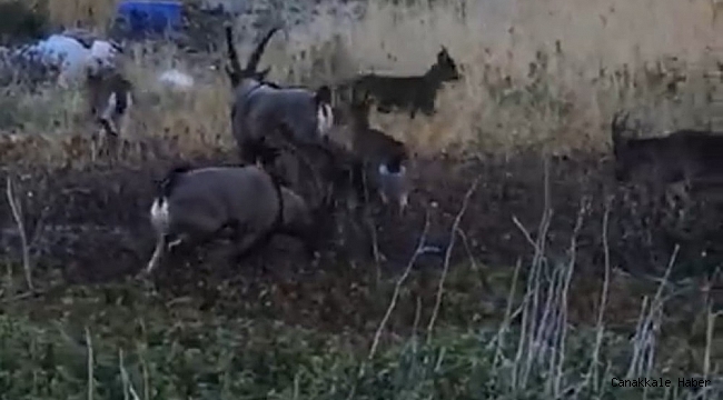 Karaleylek kanyonu çevresinde yaban keçi sürüsü görüntülendi