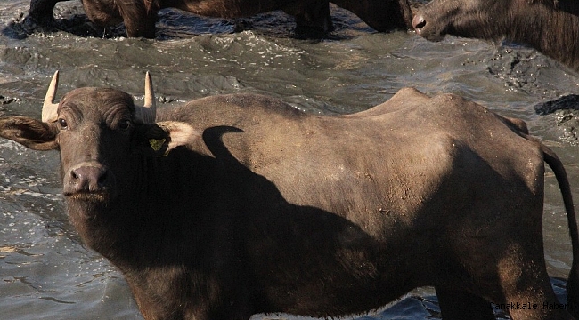 Kaymak altı sütünden doğal süzme yoğurt yapılıyor