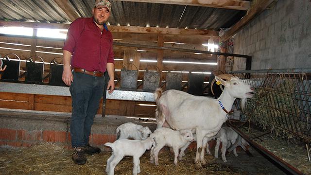 Keçi beşiz doğurdu