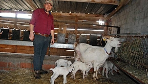 Keçi beşiz doğurdu