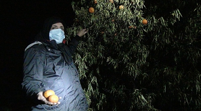 Kesilen narenciye ağaçları başında gözyaşı döken kadınlar, gece nöbetine başladı