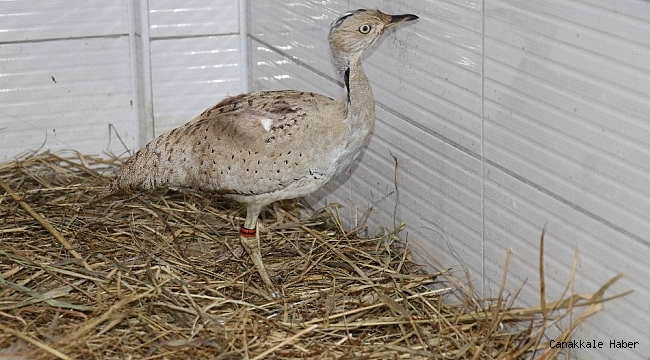 Kırmızı listedeki yaralı yakalı toy kuşu tedavi altına alındı