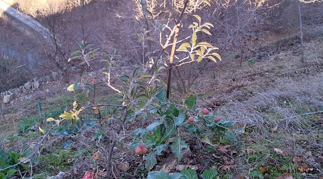 Kış ortasında meyve veren elma şaşırttı