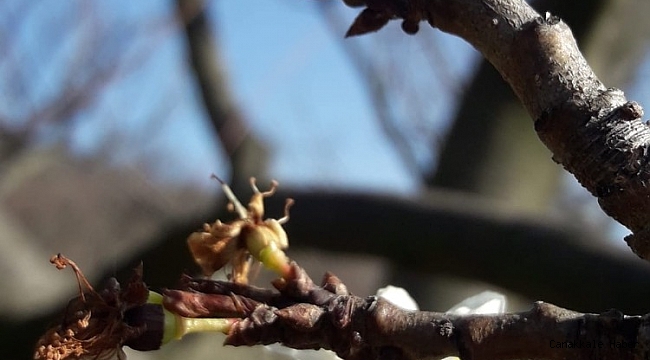 Kışın ortasında erik ağacı çiçek açtı