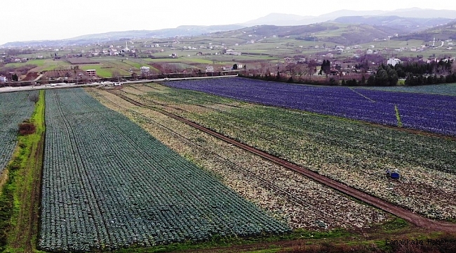 Kışlık sebzede çiftçinin altın yılı