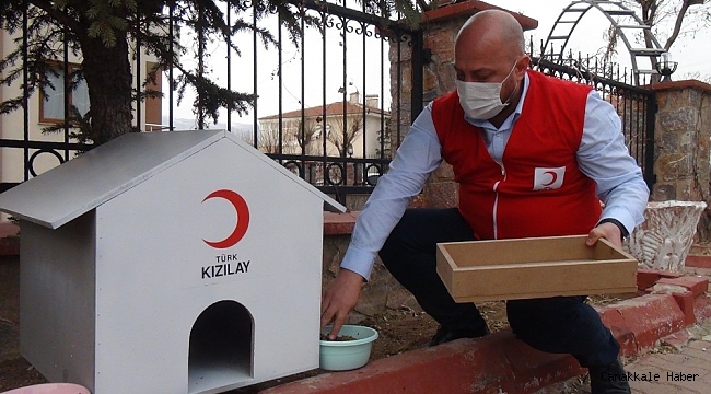 Kızılay, sokak hayvanlarına yuva yaptı