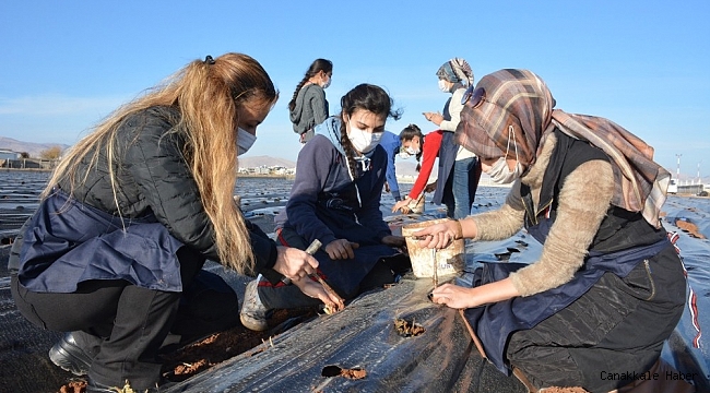 Kızıltepe'de kadınlar 100 bin çilek fidesini toprak buluşturdu