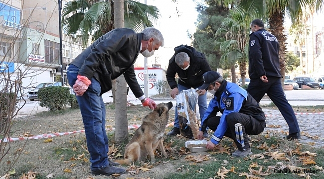 Kızıltepe'de sokak hayvanlarının sağlık kontrolleri yapılıyor