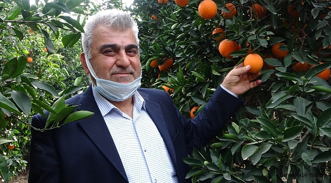 Kozan portakalının hasadına kurban kesilerek başlandı
