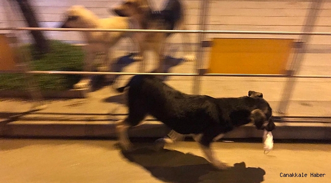 Kullanılıp yere atılan maske ve eldivenler tehlike saçıyor