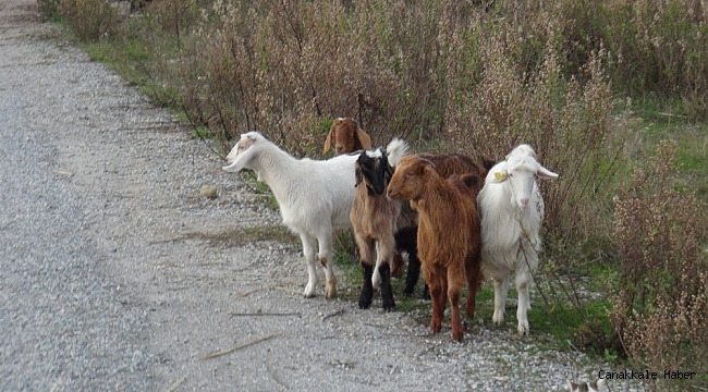 Manavgat'ta kayıp keçileri jandarma buldu