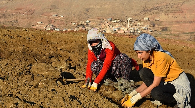 Mardin&#039;de lavanta bahçesi oluşturuldu