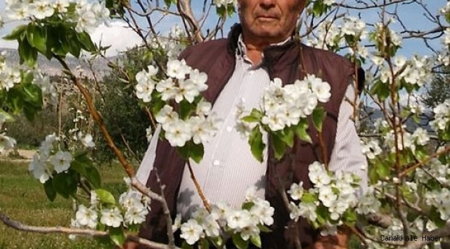 Mersin&#039;de armut ağacı çiçek açtı