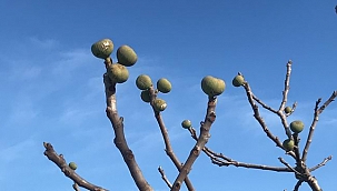 Meyve veren incir ağacı şaşırttı