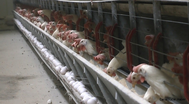 Muş'ta yumurtaya rağbet arttı