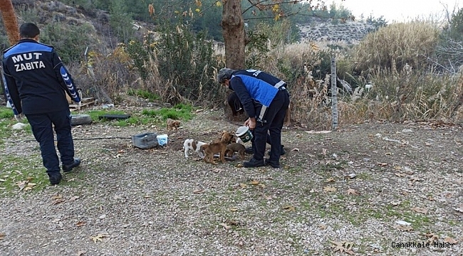 Mut&#039;ta sokak hayvanları unutulmadı