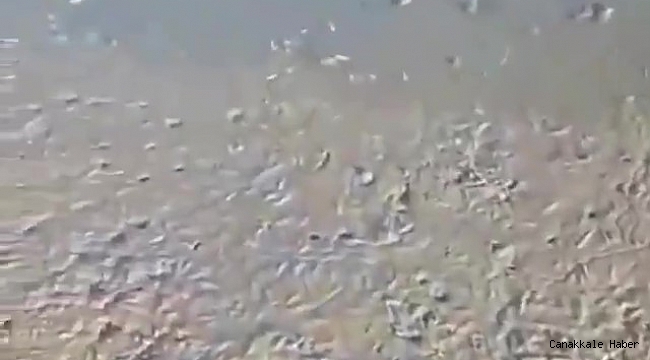 Ömerli Barajında korkutan görüntü: Yavru balıklar ölüm tehlikesiyle karşı karşıya