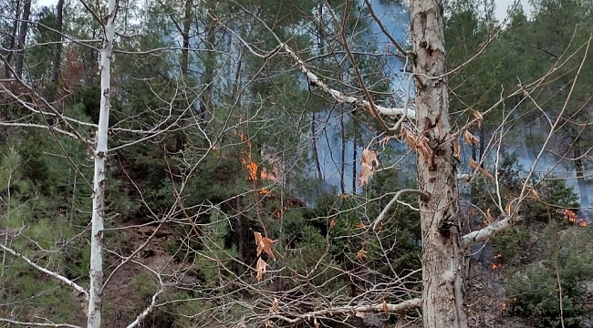 Osmaniye&#039;de orman yangını
