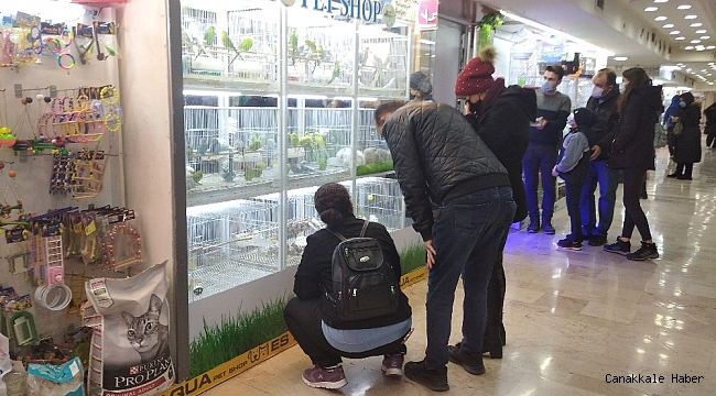 Pandemi döneminde evcil hayvanlara talep arttı