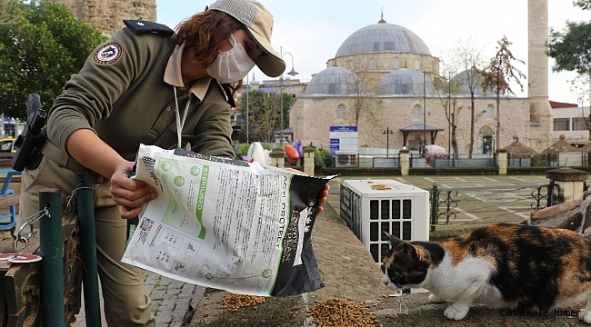 Polis ekipleri sokak hayvanları için günde 50 kilo mama dağıtıyor