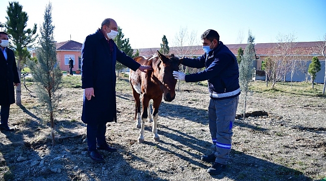 Sahibinden kaçan atın yolu, Mamak Belediyesi Barınağı&#039;na düştü