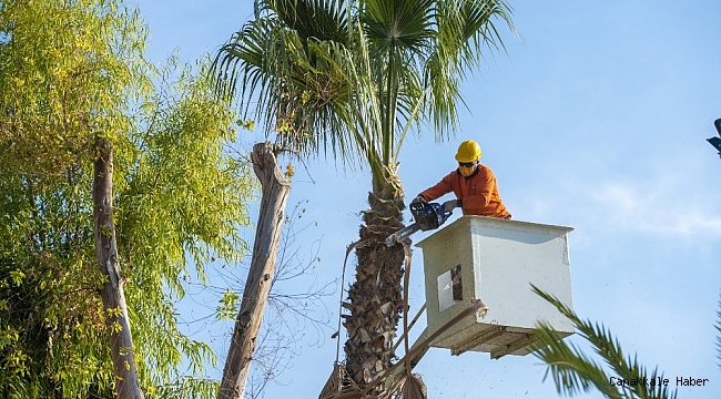 Sahildeki palmiyeler budanıyor