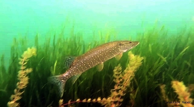 Sapanca Gölünün dibini ilk kez böyle göreceksiniz