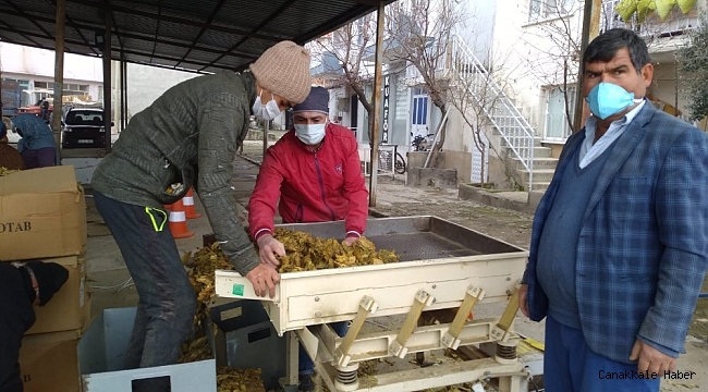 Selendi&#039;de tütün alımları başladı