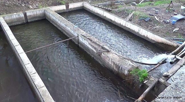 Siirt'te 20 bin ton alabalık üretildi