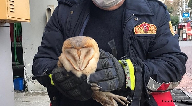Sinop&#039;ta bacada mahsur kalan baykuş kurtarıldı