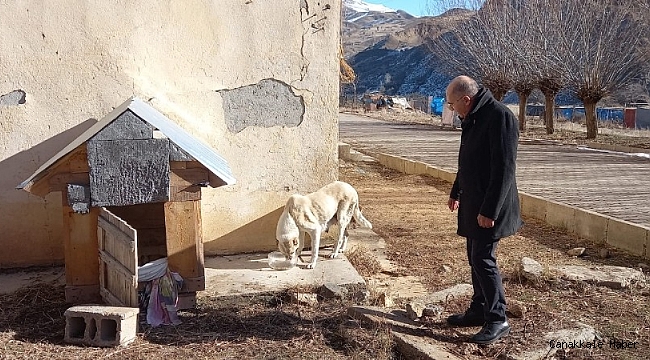 Sokak hayvanları kampanyadan gelen mamalarla besleniyor