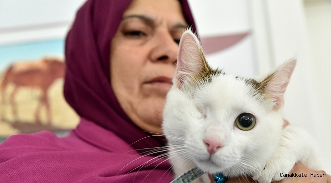 Sokak hayvanları sıcak yuvaya kavuşuyor