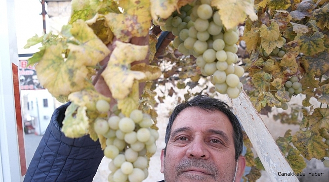 Tarsus'ta kışın ortasında dalında üzüm yetişiyor