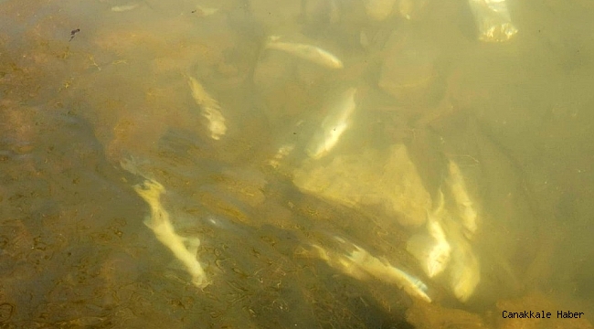 Tunceli&#039;de suya elektrik verildi, çok sayıda balık telef oldu