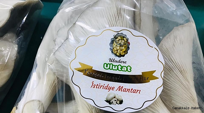 Uludere'de istiridye mantarı hasadı yapıldı