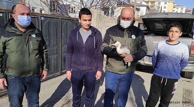 Van&#039;da bitkin halede bulunan Bahri kuşu tedavi altına alındı