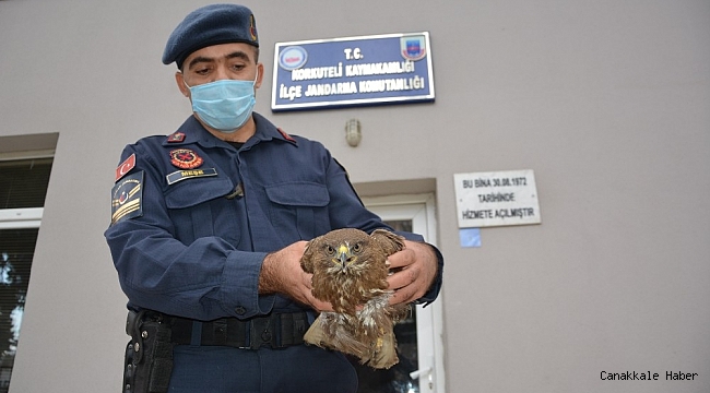 Yaralı atmacaya jandarma şefkati