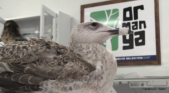 Yaralı martı Ormanya'da tedavi ediliyor