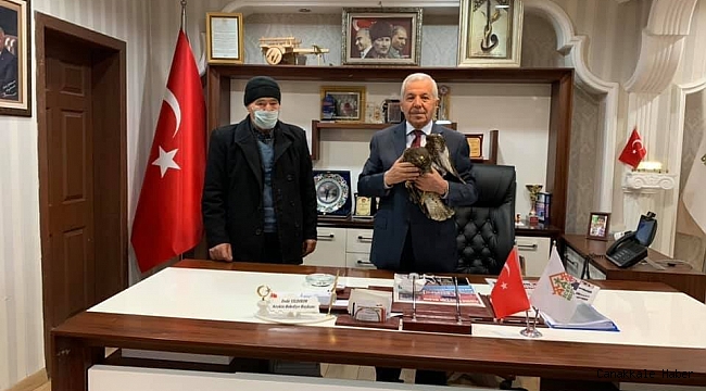 Yaralı şahin tedavi altına alındı