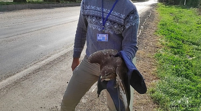Yaralı şahine polisler sahip çıktı