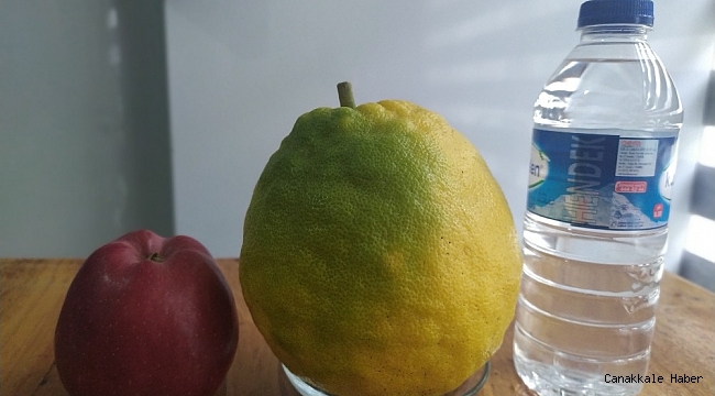 Yılın 12 ayı meyve veren ağaçta, kiloluk limonlar yetişiyor