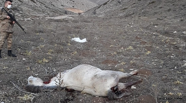 Yılkı atlarının katledilmesiyle ilgili inceleme başlatıldı
